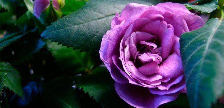 rosas-purpuras.jpg