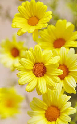 tipos de flores amarillas