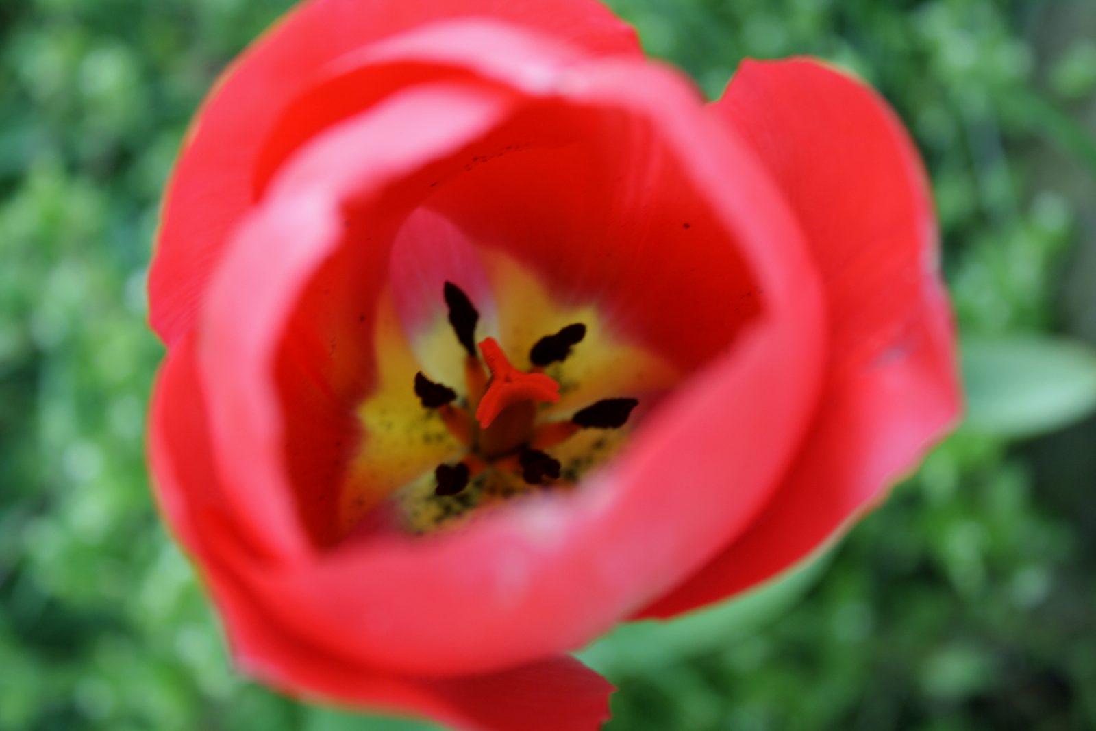 tulipan-hd.jpg