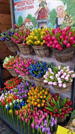 tulipanes holandeses