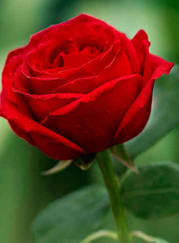 ::Desfile de Rosas AMDA::Hoy se presenta la Rosa Roja AMDA  Fotos-de-rosas-rojas