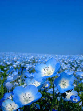 Imágenes de flores Azules
