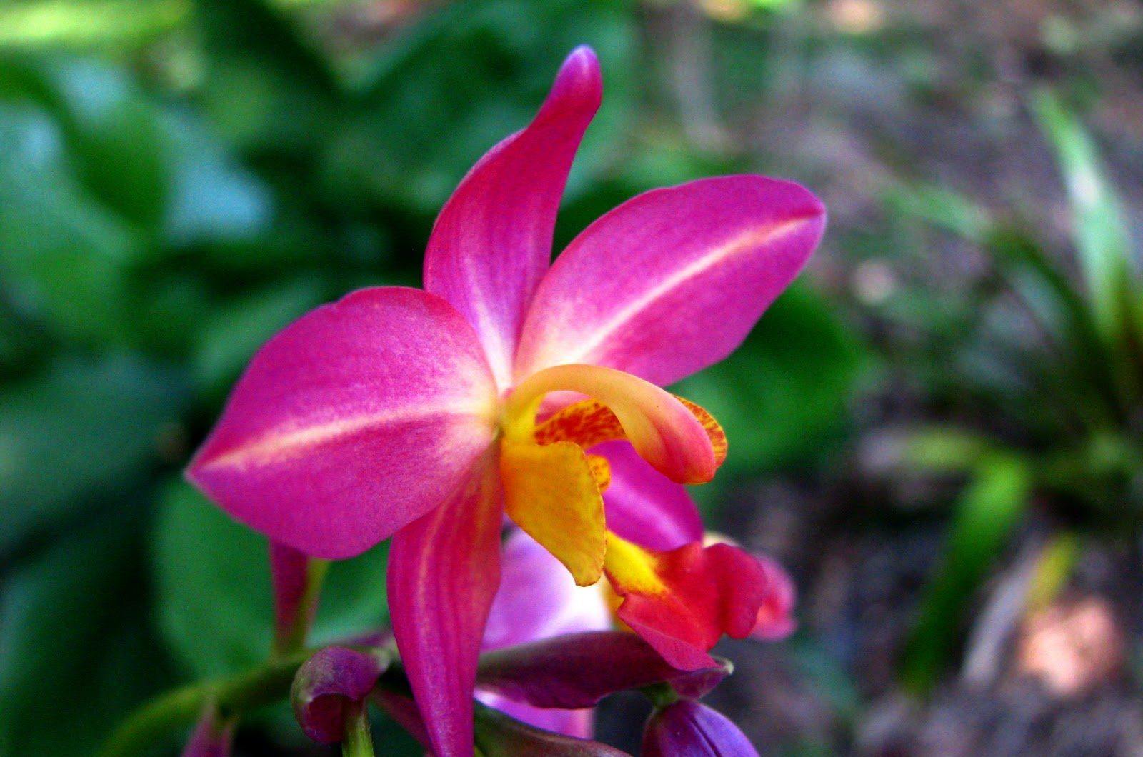 Flores Orquídeas
