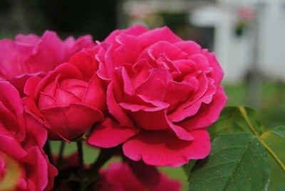 plantar rosas en macetas 3