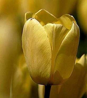 tulipán amarillo precioso